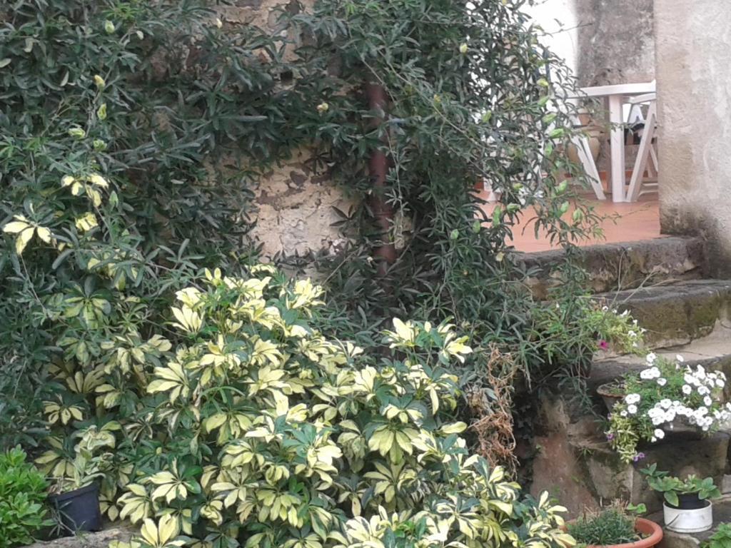 Bed & Breakfast Casa Pisanu Narbolia Dış mekan fotoğraf